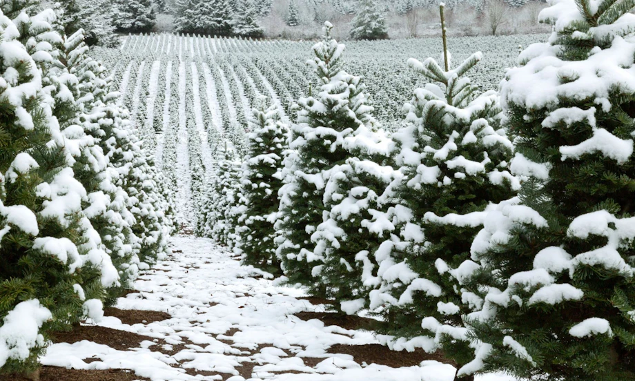 Choose and Cut Christmas Tree Ashe County, NC image