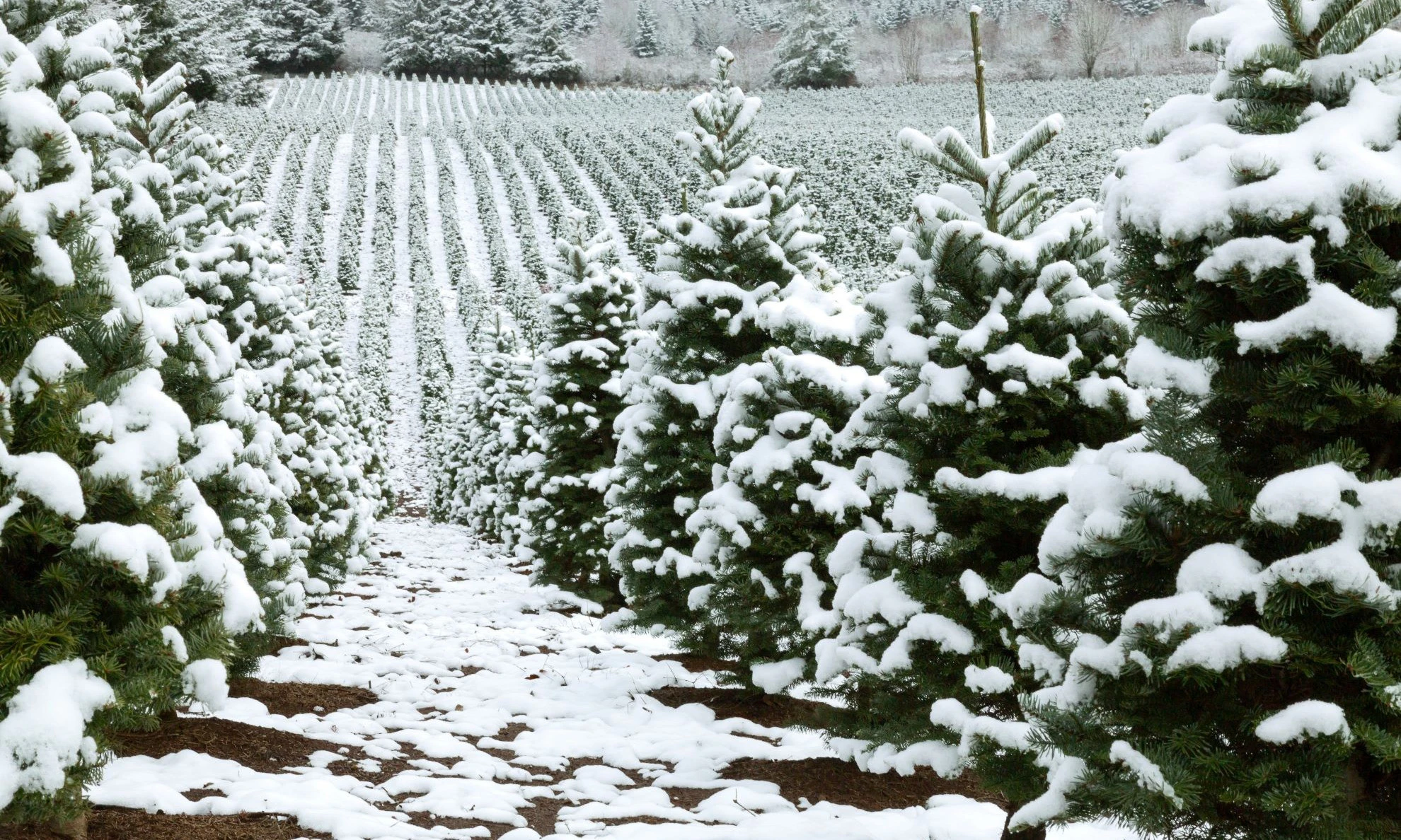 Choose and Cut Christmas Tree Ashe County, NC image