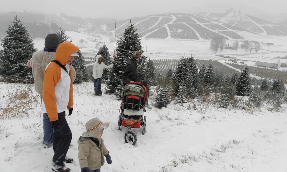Christmas Tree Traditions image