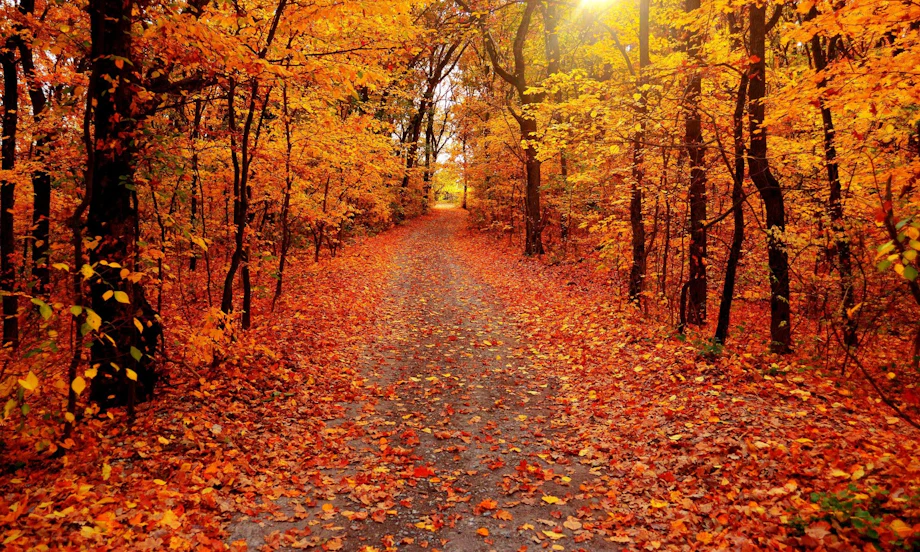 NC Mountains Fall Leaves Ashe County image