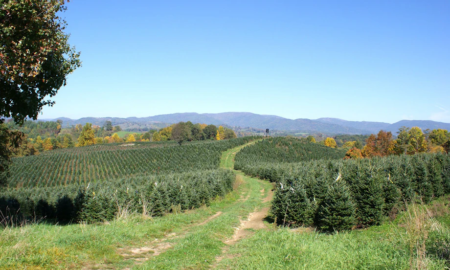 Ashe County Christmas Trees image