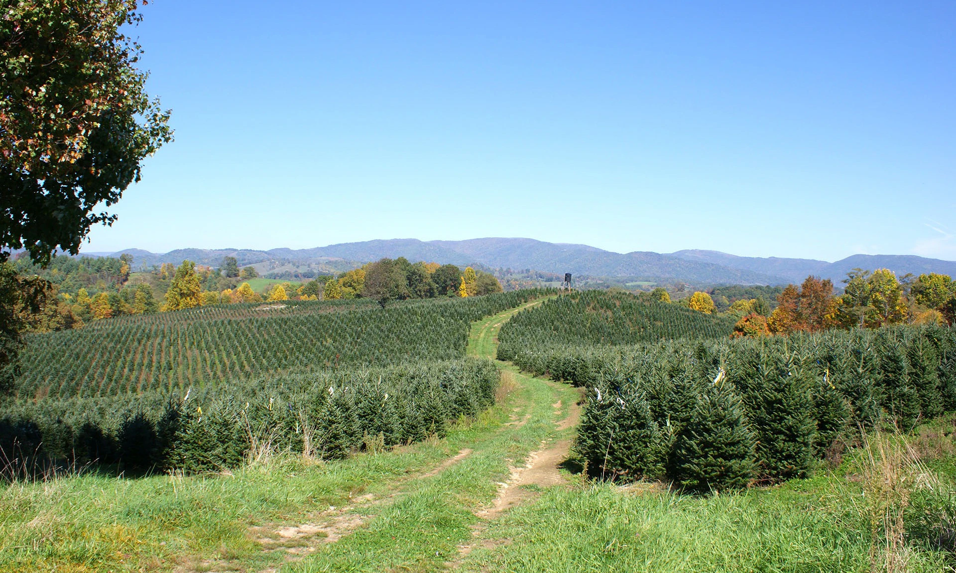 Ashe County Christmas Trees image