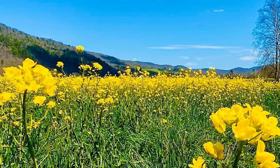 Spring in North Carolina Mountains image