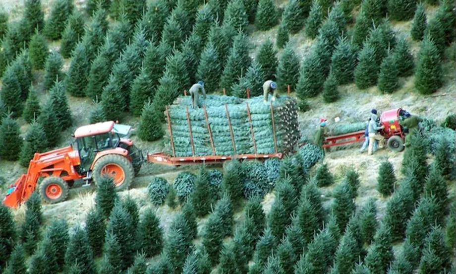 Christmas Trees | Economic Impact Ashe County NC image