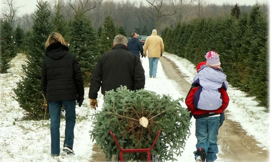 Christmas Tree Choose and Cut Ashe County NC image
