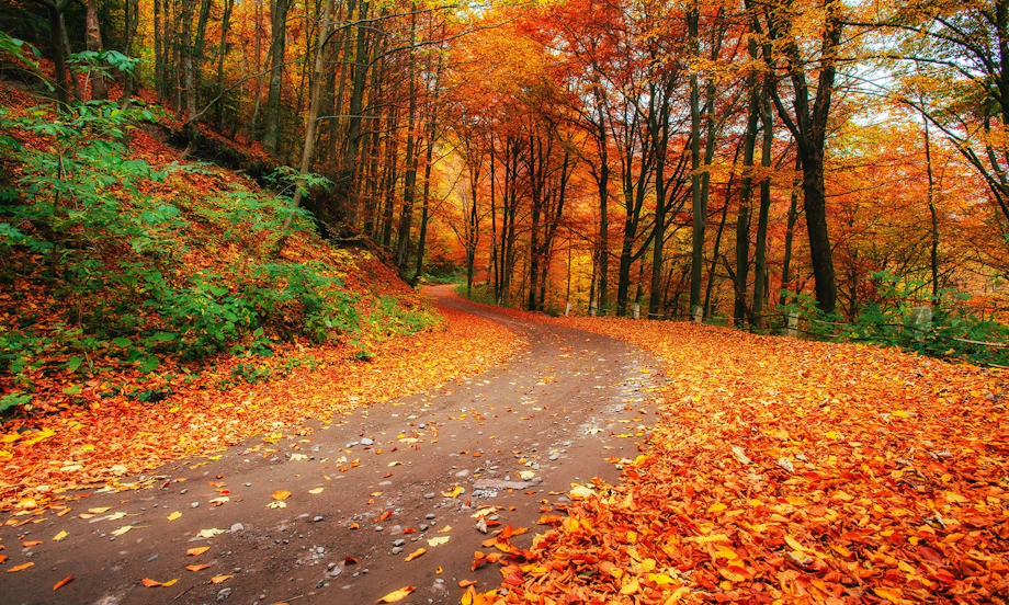 Peak Leaf Season in Ashe County image