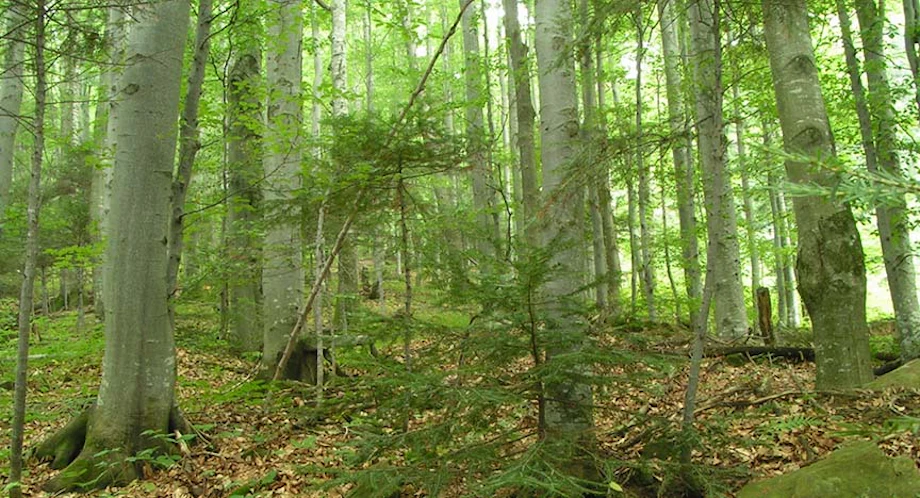 Go Take a Hike! Visit Mount Jefferson State Natural Area image