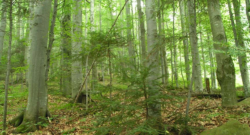 Go Take a Hike! Visit Mount Jefferson State Natural Area image