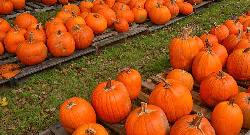 Make Fall Memories at the Ashe County Corn Maze and Pumpkin Festival image