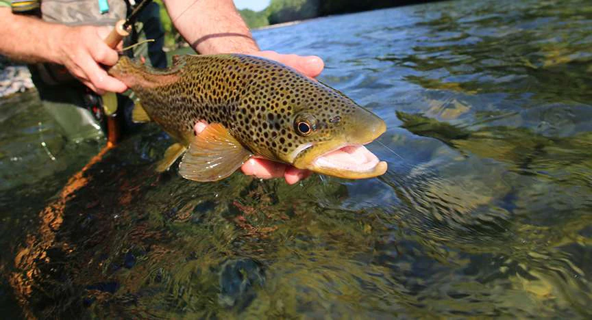 Ashe County Springtime Fun! – Trout Derby Day 2017! image
