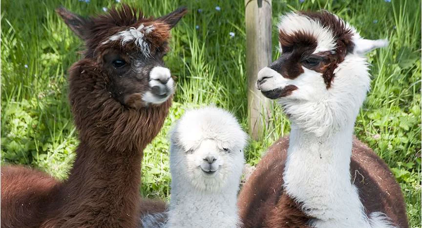 Alpaca Farm Springtime Visit image