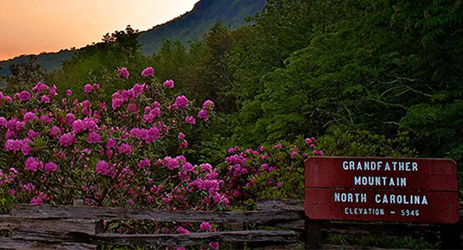 The Remarkable Rhododendron Ramble at Grandfather Mountain image