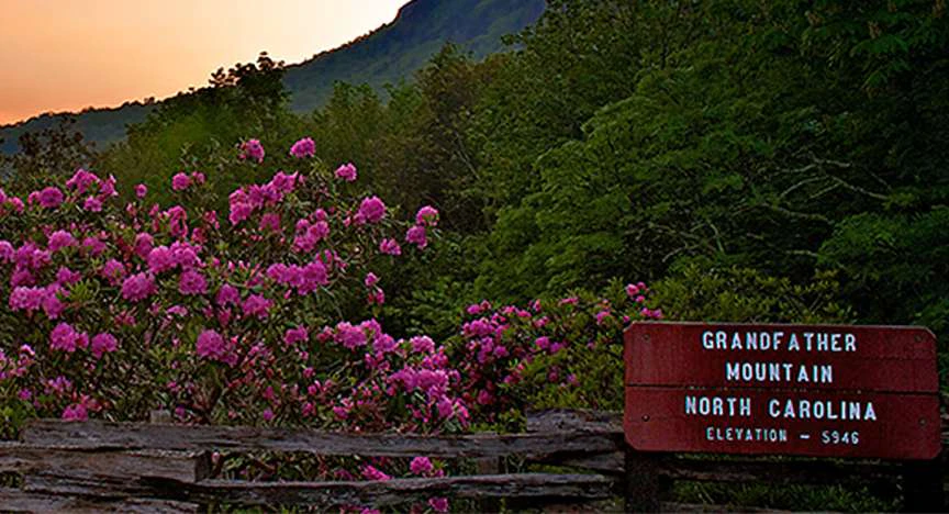 The Remarkable Rhododendron Ramble at Grandfather Mountain image