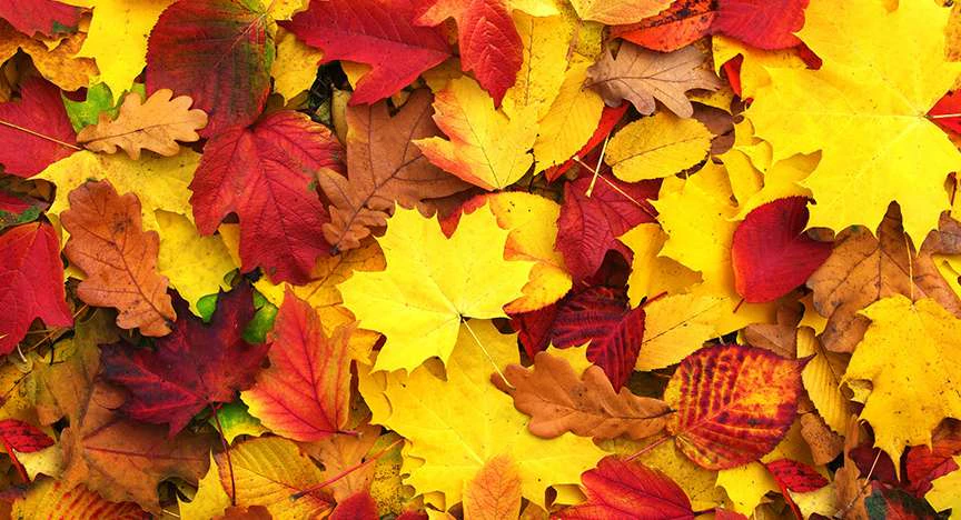 Autumn Leaf Festival image