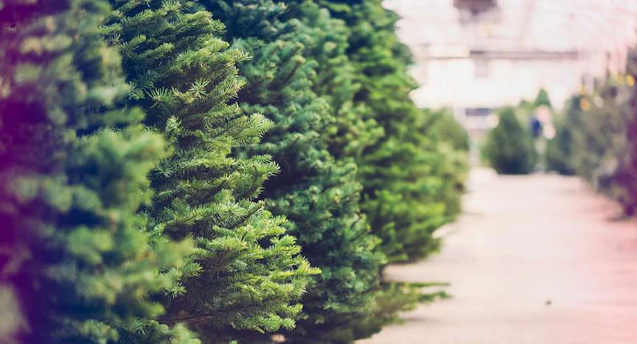 Opening Day of Christmas Tree Choose and Cut Season image