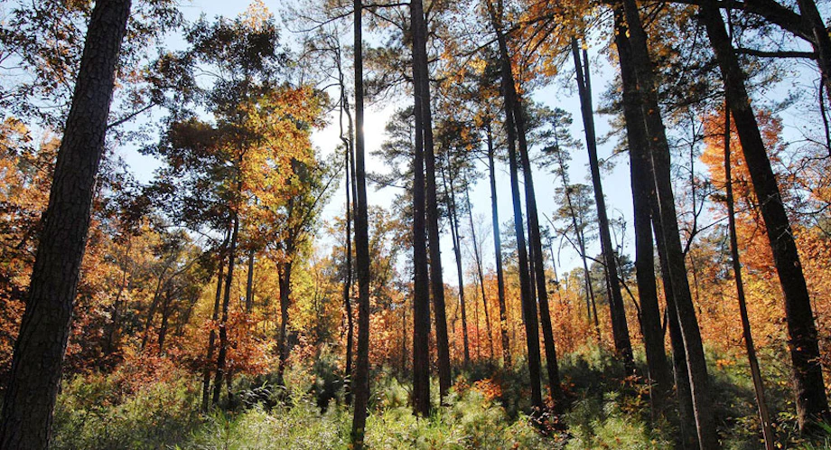 Upcoming Events in New River State Park image