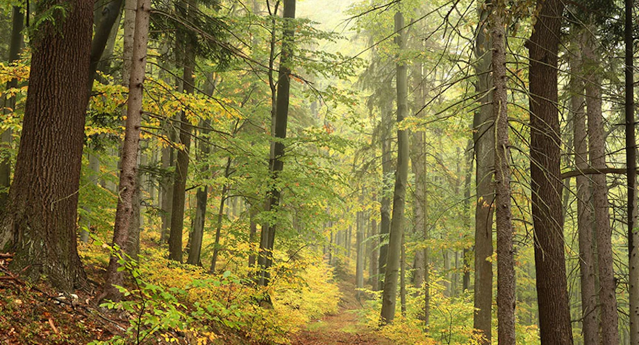 New River State Park Events and Programs image