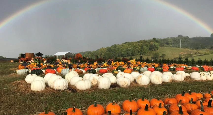 The Ashe County Corn Maze and Pumpkin Lot image