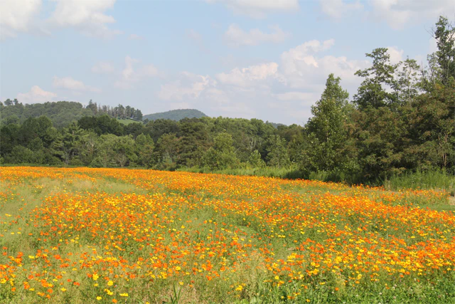 Ashe County, NC image