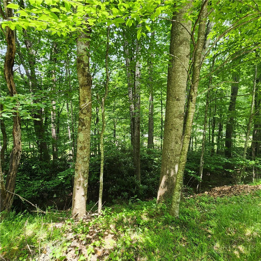 Image number 4 for the current listing