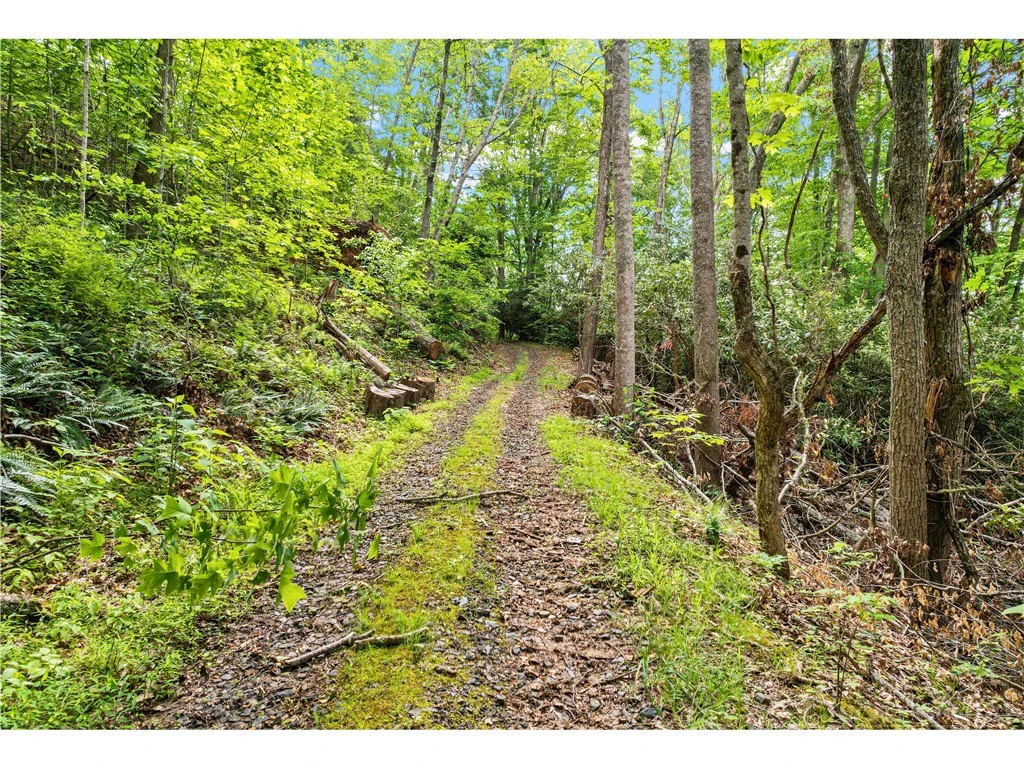 Image number 2 for the current listing