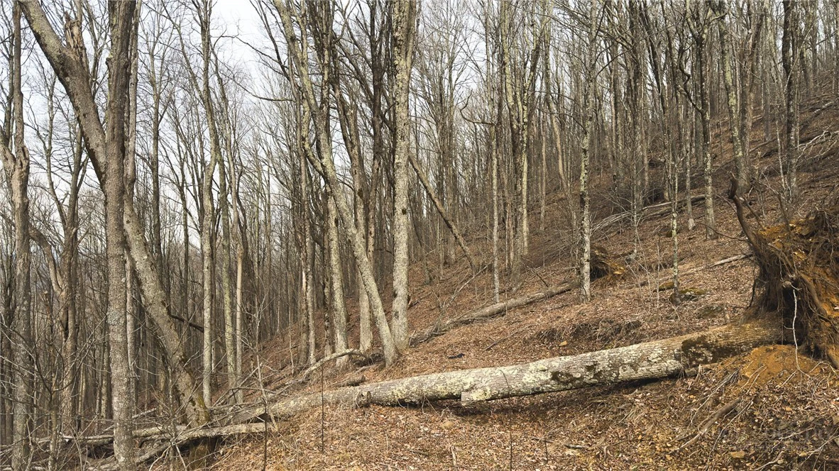 Image number 3 for the current listing
