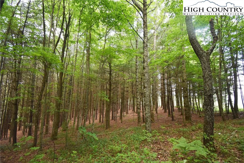 Image number 13 for the current listing