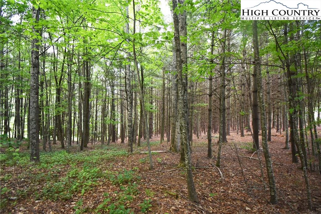 Image number 2 for the current listing