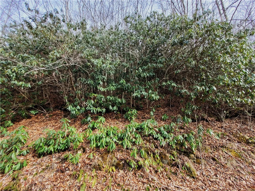 Image number 1 for the current listing