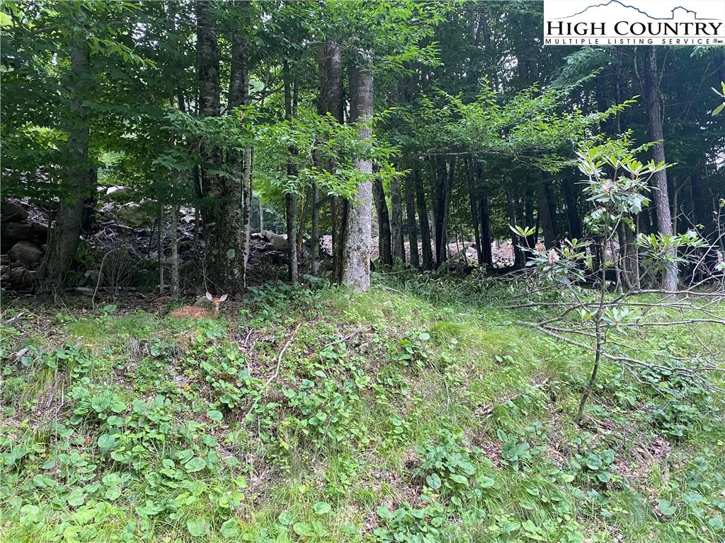 Image number 1 for the current listing