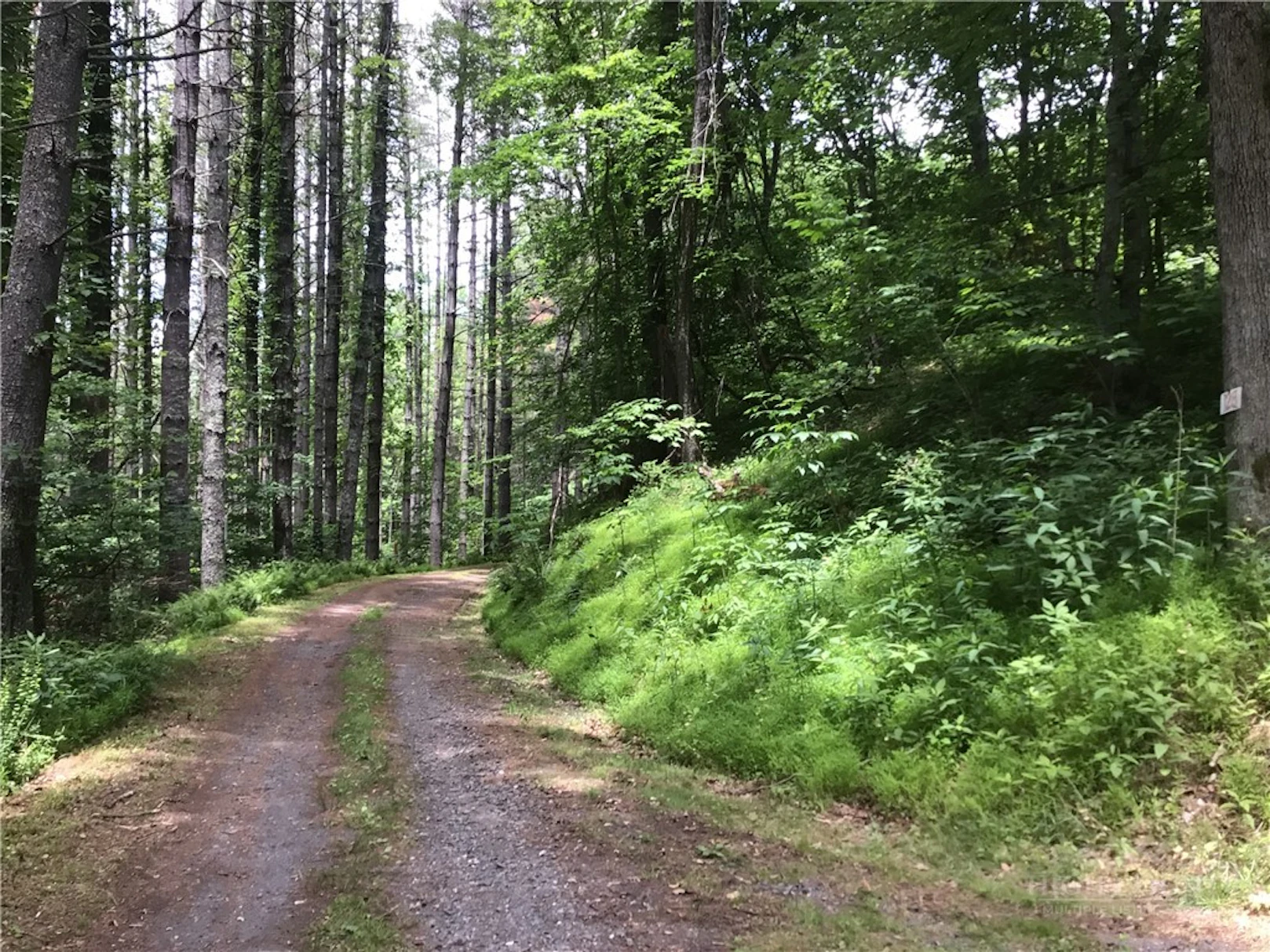 Image number 1 for the current listing