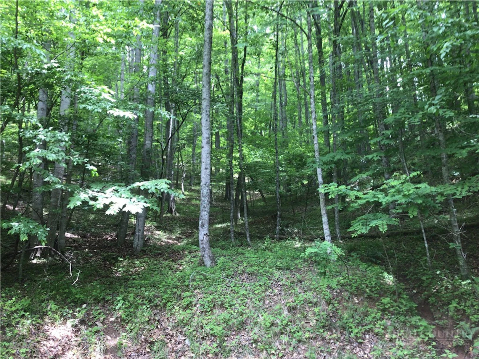 Image number 2 for the current listing