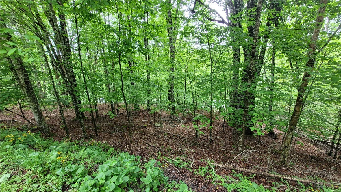 Image number 1 for the current listing
