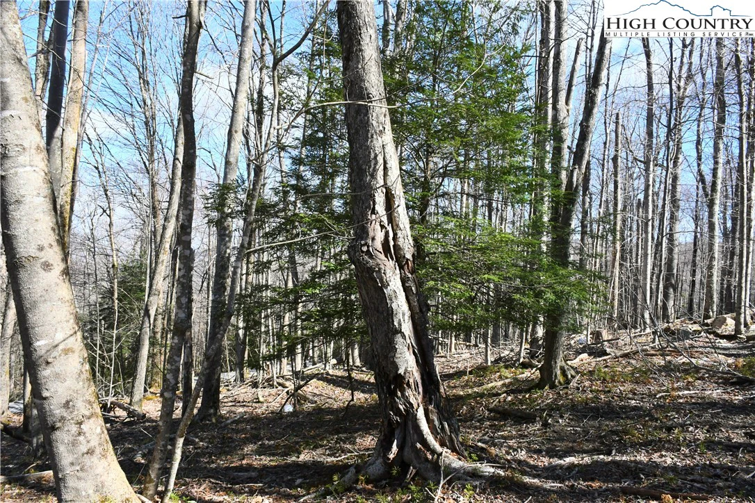 Image number 9 for the current listing
