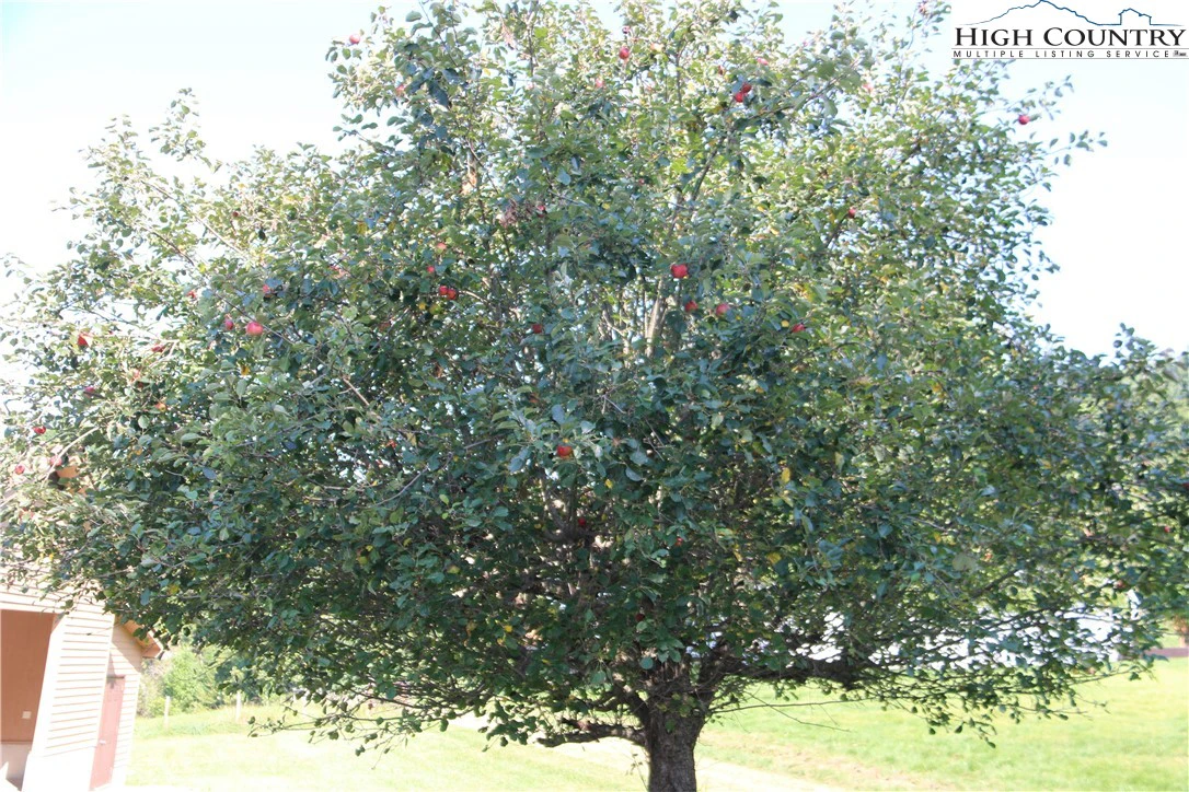 Image number 12 for the current listing