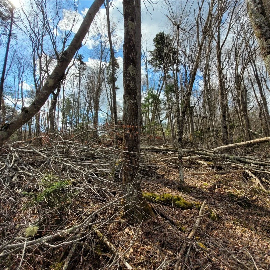 Image number 3 for the current listing