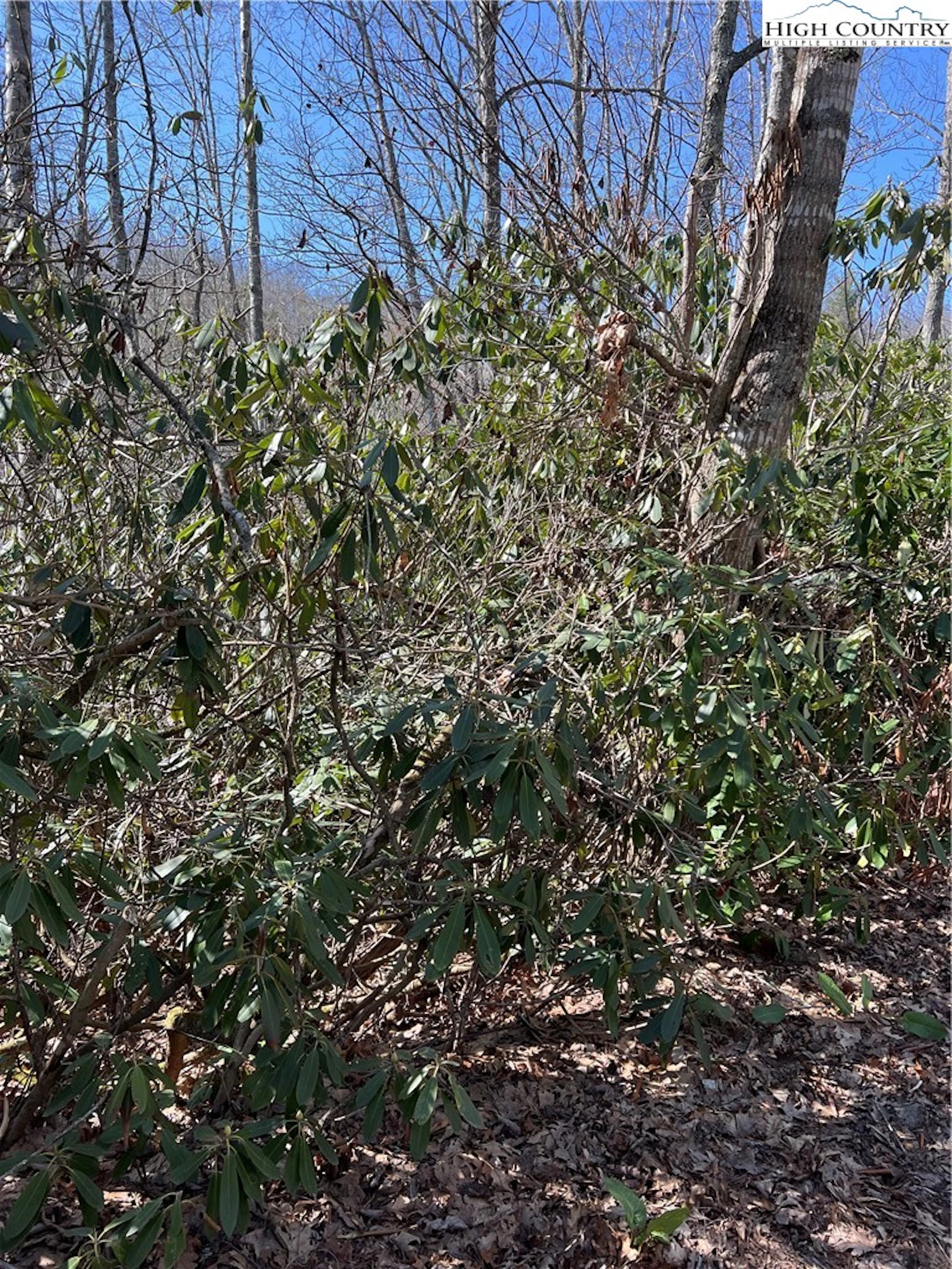Image number 1 for the current listing