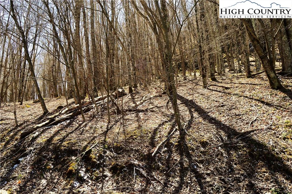 Image number 2 for the current listing