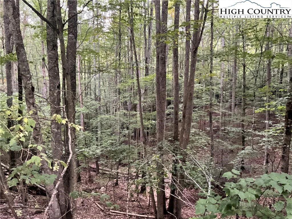 Image number 1 for the current listing