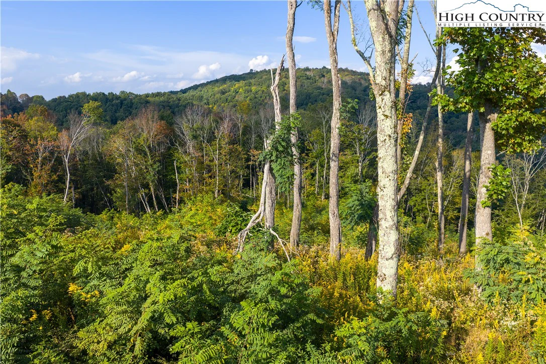 Image number 2 for the current listing