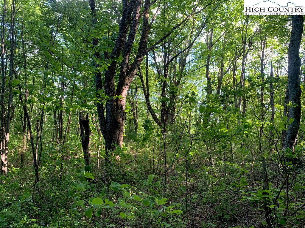Image number 12 for the current listing