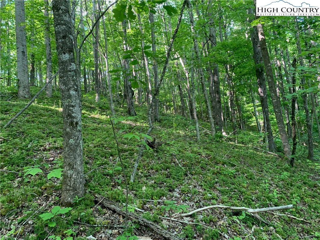 Image number 3 for the current listing