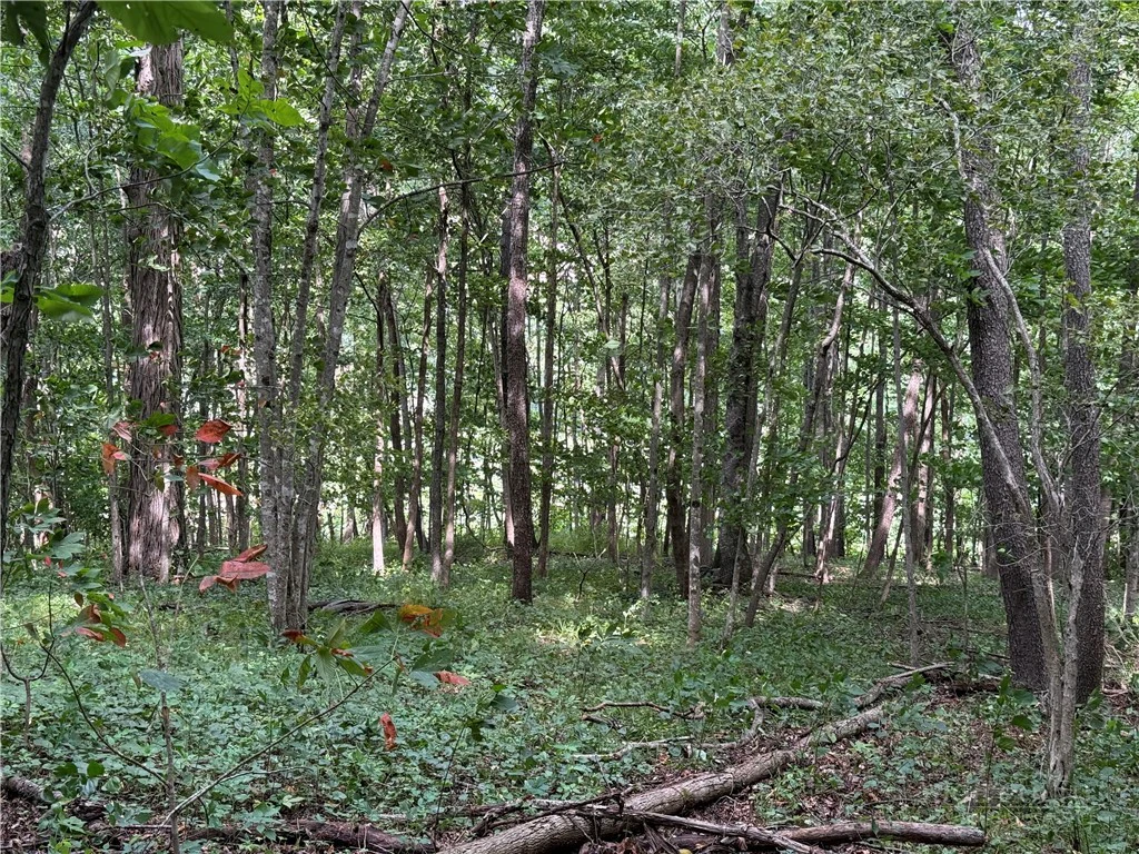 Image number 12 for the current listing