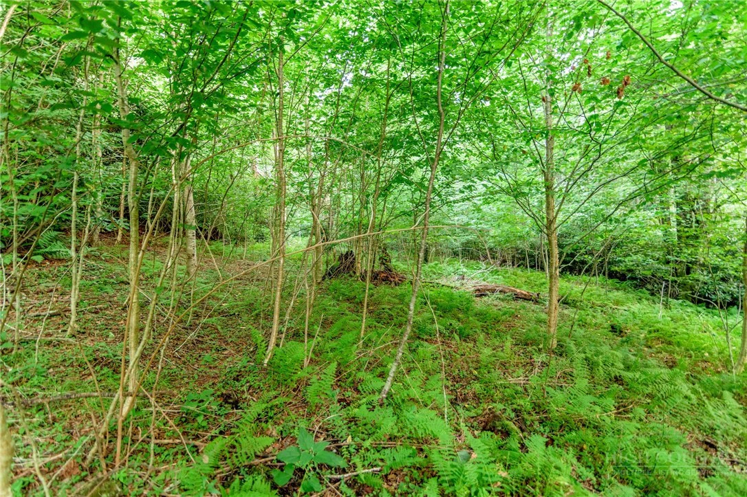 Image number 9 for the current listing
