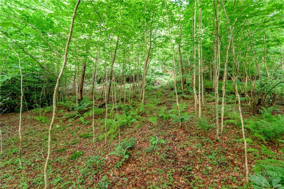 Image number 10 for the current listing