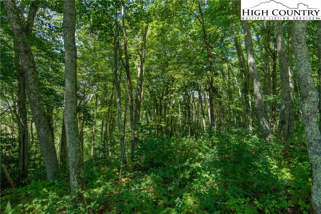 Image number 11 for the current listing