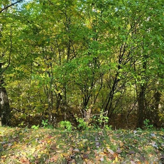 Image number 9 for the current listing