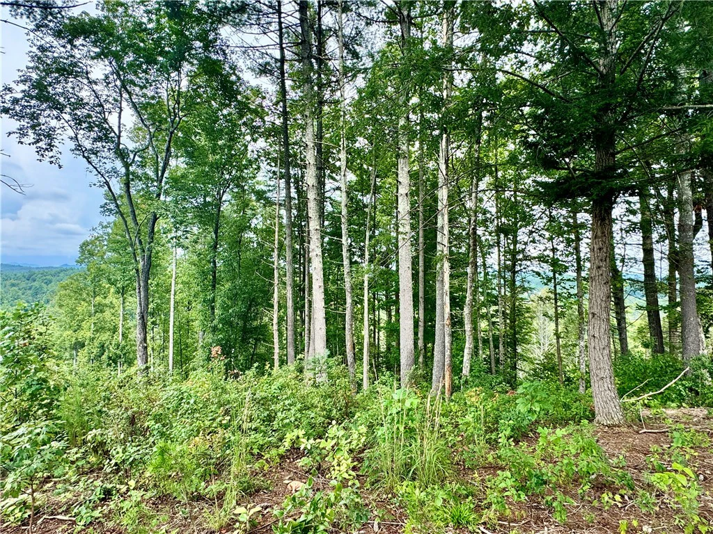 Image number 13 for the current listing