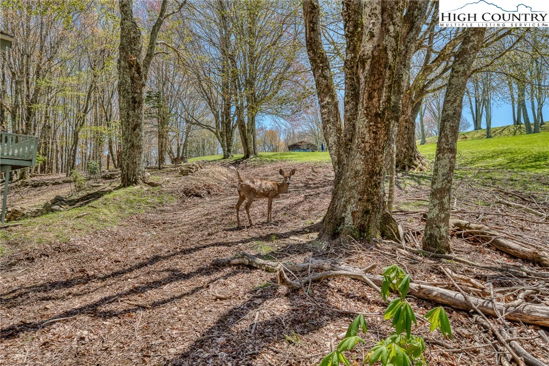Image number 1 for the current listing