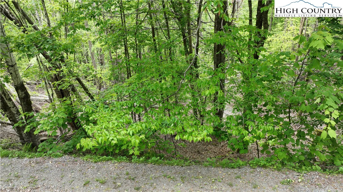 Image number 1 for the current listing
